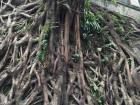This tree has such strong roots, growing on the side of a mountain.
