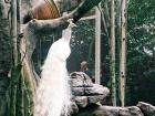 Beautiful white peacock