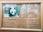 Each panda has its own unique personality