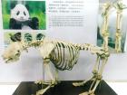 Panda skeleton