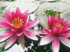 Water lilies