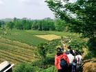 A flat fertile tea plantation