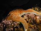 A tide pool ecosystem