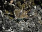 A shy lizard in the sun