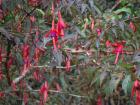 Hummingbirds love these!