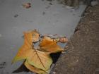 Puddles in the street