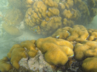 Some of the fish and corals I study
