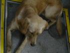 A dog on the bus