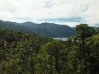 The forest near the lake