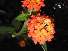 Flowers in my neighborhood
