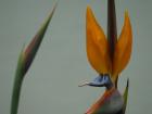 Bird of Paradise flowers near my house