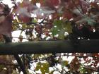 Grapes growing near my house