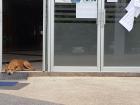 A dog in a school building entrance