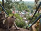 Monkeys enjoying the view