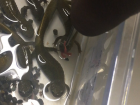 Each salamander gets two pieces of meat