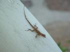 A Bequia gecko!