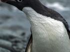 An Adélie penguin showing off the unique white ring around their eye (Photo: Jerzy Strzelecki)