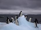 Adélie penguins perched on ice (Photo: Jason Auch)