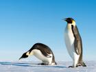 Emperor penguins enjoy a sunny day (Photo: Christopher Michel)