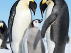 Real-life Emperor penguins look strikingly similar to their movie counter-parts  (Photo: Christopher Michel)