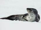 Penguins try to stay clear of these fierce leopard seals (Photo: Andrew Shiva)