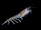 Although they are tiny, krill are essential to penguin survival (Photo: Uwe Kils)