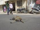 Sleeping in the middle of the road