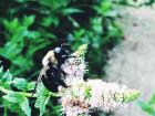 It's only March and you can already spot bees among the flowers!