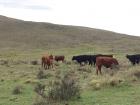 We even encountered some free-range cattle at the top of the mountain
