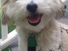 My puppy - Cody! 