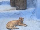Street cat snoozing in Chefchaouen
