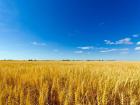 The land of Ukraine looks a lot like their flag with blue skies and fields of yellow wheat
