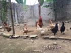 The chicken farm in the backyard!