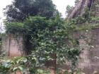 This is a lemon tree that attracts a lot of birds in the early morning