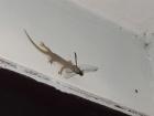 This lizard won't be hungry tonight...