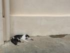 A cat takes a mid-afternoon nap outside the hostel