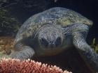 A beautiful green sea turtle swimming over a coral reef