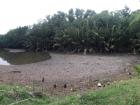 A beautiful mangrove swamp borders Jalan Biawak on one side