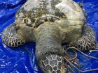 A green sea turtle was found dead near UMT