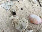 Natural shells and coral scattered across the clean beach at Chagar Hutang