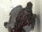 A juvenile hawksbill sea turtle was rescued from a busy local jetty