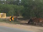 A herd of cows wander along the streets of Kuala Terengganu