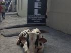 This cow is outside the same hotel every day 