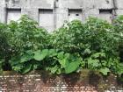 Giant plants are common in Dehradun