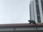 A monkey or macaco on the roof at school