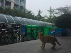 I see this cat everyday outside of our dorm; we gave her the name "Butters"!
