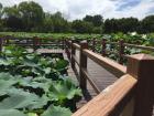 A scenic boardwalk that goes through a pond filled with lily pads
