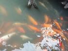 The water is a milky-murky color because of the koi fish. The koi make their waters like that so they can dominate 