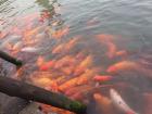 So many koi fish!!