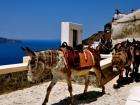 Donkeys used for transportation 